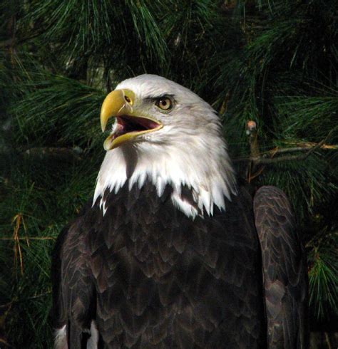 Screech | This was a rescued bald eagle living now quite wel… | Flickr