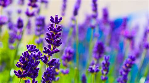 Lavender Flowers Plants Blur Background 4K HD Flowers Wallpapers | HD Wallpapers | ID #77630