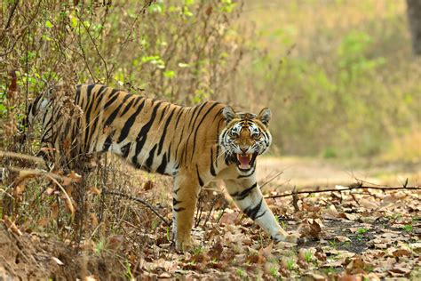 Kanha Tiger Reserve travel | Madhya Pradesh & Chhattisgarh, India ...