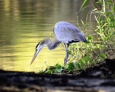 Blue Heron Hunting | Shutterbug