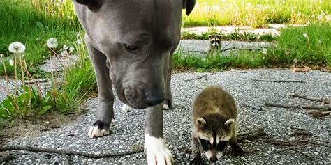 Adorable Baby Raccoons Are Learning To Be Wild Again - Videos - The Dodo