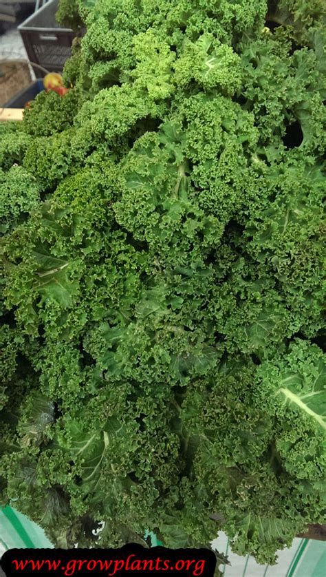 Curly Kale - How to grow & care