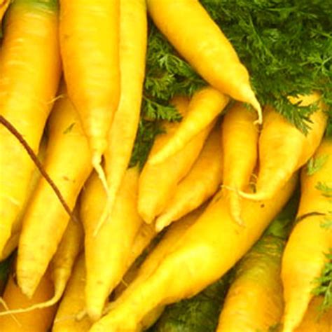 Organic Solar Yellow Carrot Seed - 500 mg ~350 Seeds - Non-GMO, Open Pollinated, Heirloom ...