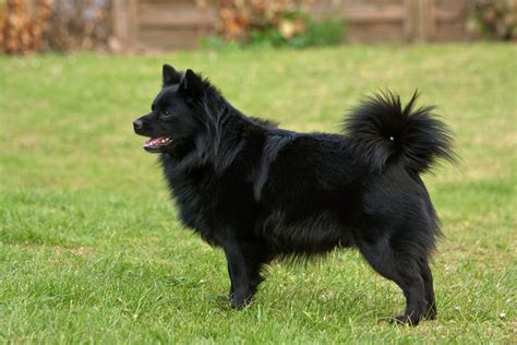 The Cutest Black Dog Breeds to Adopt in 2021 | Reader's Digest