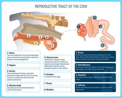 Female Cow Reproductive System