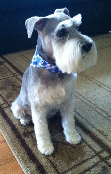 Pin on schnauzer cut