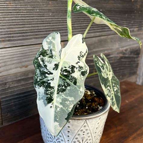 Alocasia Frydek Variegata | 4" or 6" Pot - Plant Hawaii