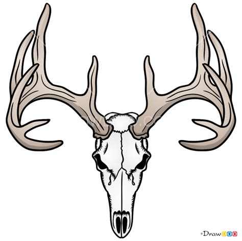 How to Draw Deer Skull, Deer