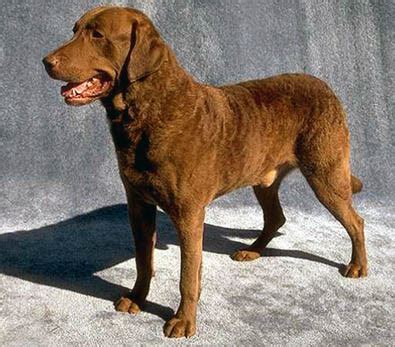 Chesapeake Bay Retriever gun dog, water dog hunting skills high ...