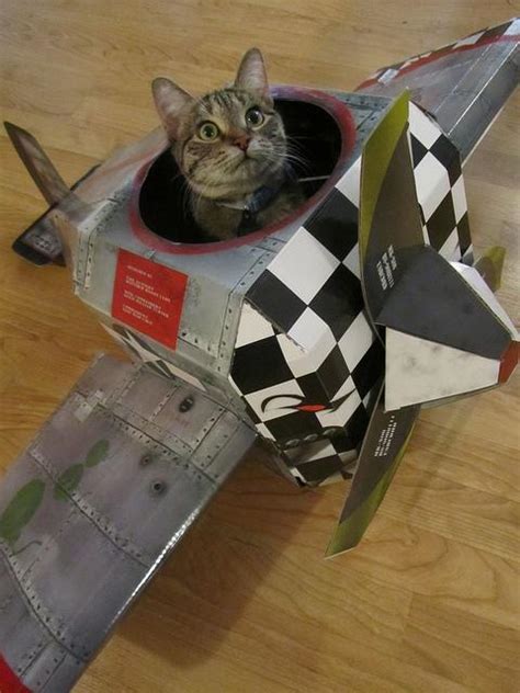 airplane cat Blank Template - Imgflip