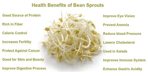 Health Benefits of Bean Sprouts, sprouting beans, Steadyrun | Health benefits of beans, Lentil ...