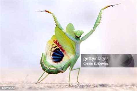 202 Praying Mantis Wings Stock Photos, High-Res Pictures, and Images - Getty Images