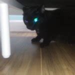 Evil cat Meme Generator - Imgflip