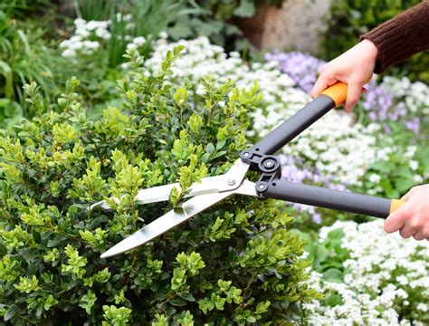 How to Properly Prune Boxwood Shrubs