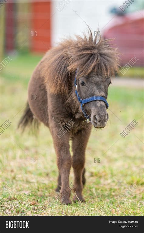 Picture Adorable Brown Image & Photo (Free Trial) | Bigstock