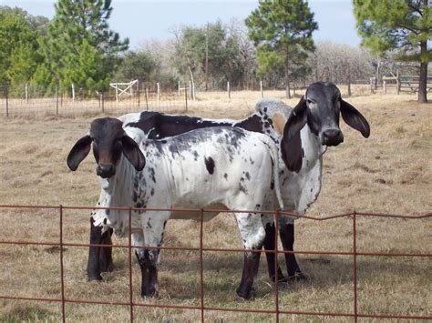 File:Brahman cattle SB001.jpg - Wikipedia