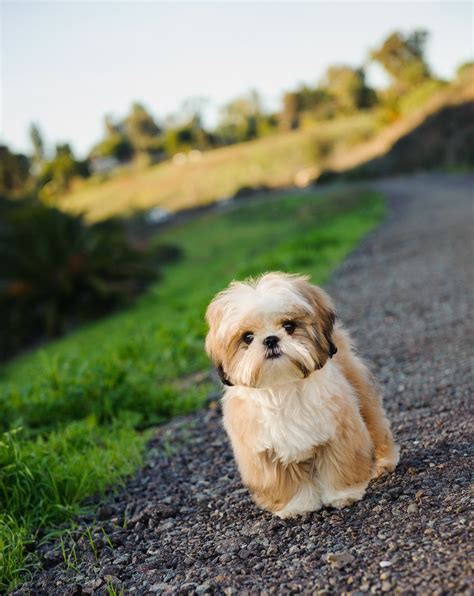 The Most Adorable Hypoallergenic Dog Breeds That Won't Leave Hair ...