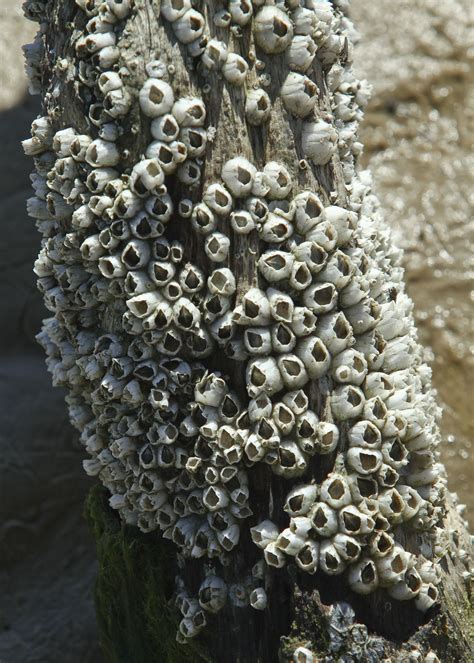 Barnacles: A Beginning