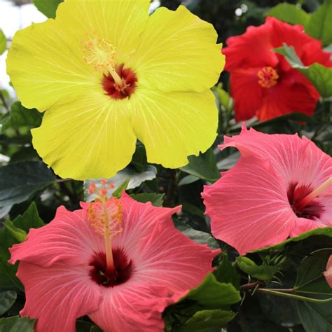 Cottage Farms Direct - Trees - Summer Luau Tropical Hibiscus Tree