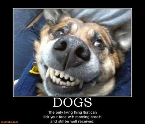 funny demotivational posters, funny animals, dogs | life. | Pinterest ...