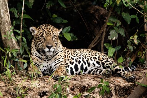 Pantanal Wildlife Photography Tour Announced by Ciclismo Classico