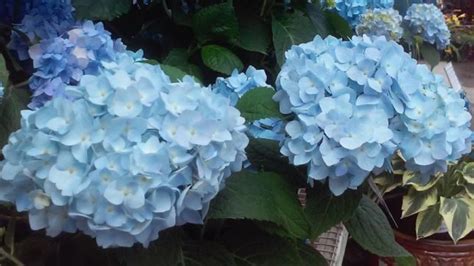 Hydrangea Blue - Alden Lane Nursery