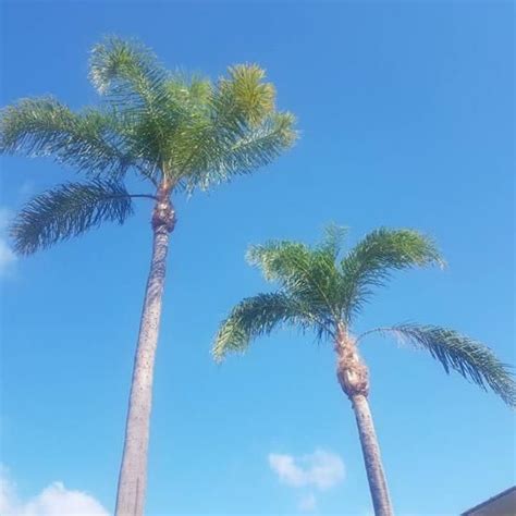 Palm Tree trimming after 1 | Dates tree, Palm tree trimming, Tree service