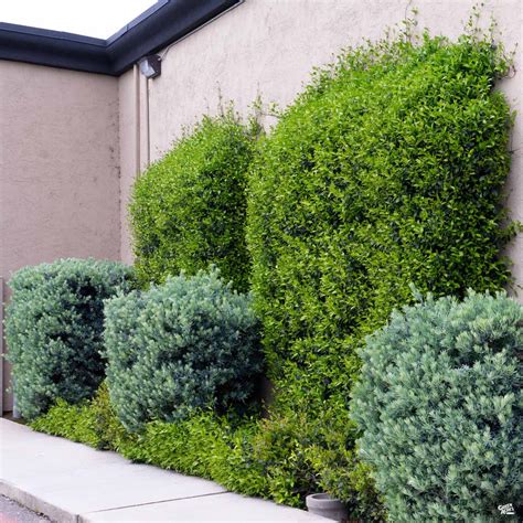 Podocarpus Fern Pine Hedge / Often used as an espalier, this podocarpus ...