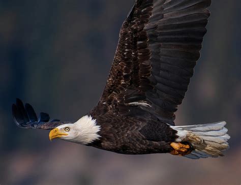 Bald Eagle Soaring Photograph by Jon Asper