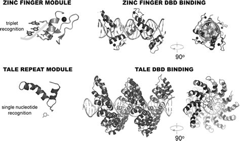 Comparison of zinc finger and TALE DNA-binding domains. A single zinc... | Download Scientific ...