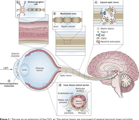 [PDF] The retina as a window to the brain—from eye research to CNS disorders | Semantic Scholar