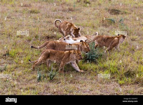 Lion cubs at play, Kenya Stock Photo - Alamy