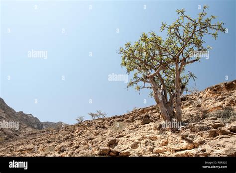 Frankincense tree hi-res stock photography and images - Alamy