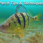 It is Perch Season! - Time On The Water