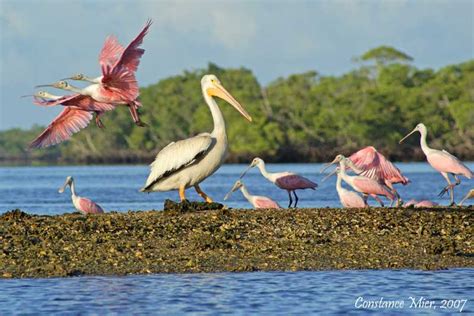 Everglades National Park: Bird and Wildlife Photography Tour | GetYourGuide