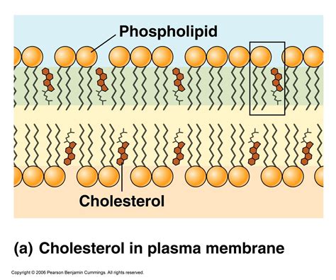 Cholesterol is a lipid molecule. It helps with providing stability to the exterior of the cell ...