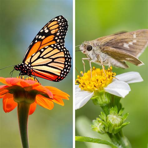 Butterfly vs. Moth: Which Is the Better Pollinator?