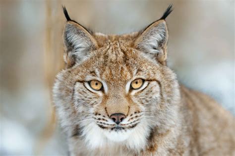 Eurasian Lynx - Wildlife Explained