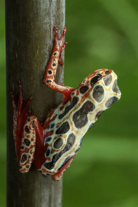 Reed frog | Found this reed frog (Hyperolius sp. Hyperoliida… | Flickr