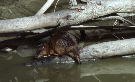 Water-rat - Australian Museum