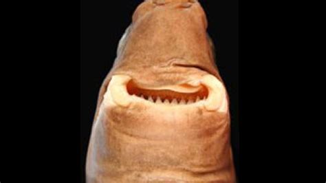 14 Facts About the Cookiecutter Shark | Mental Floss