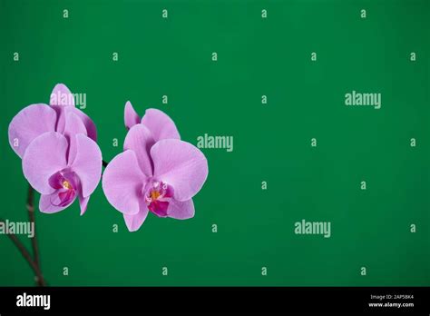 Purple orchids on green chroma key background. Closeup Stock Photo - Alamy