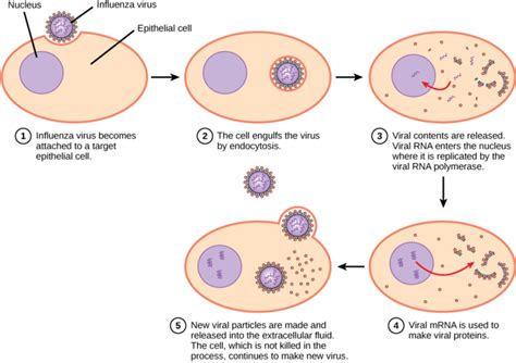 21.2A: Steps of Virus Infections - Biology LibreTexts