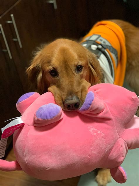 Here Are 25 Photos Of The Dog Who Won’t Leave Her House Without One Of Her Plushies | Bored Panda