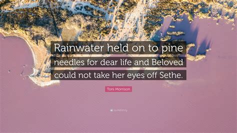 Toni Morrison Quote: “Rainwater held on to pine needles for dear life and Beloved could not take ...