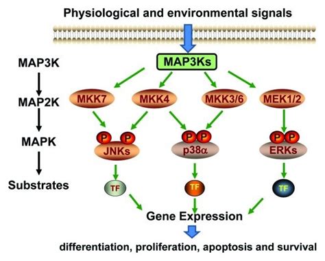 Schematic diagram of the MAPK signaling pathways. | Download Scientific Diagram