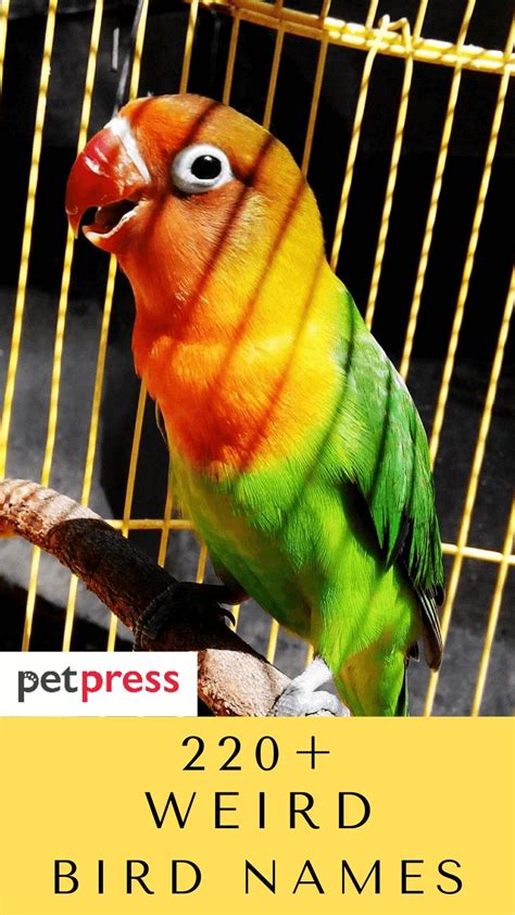 220+ Weird Bird Names For Your Unique Feathered Friend