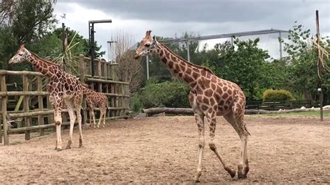 Chester Zoo - Giraffes Walking Around Their Enclosure - YouTube