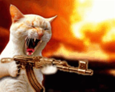 War Kitten GIF - War Kitten - Découvrir et partager des GIF