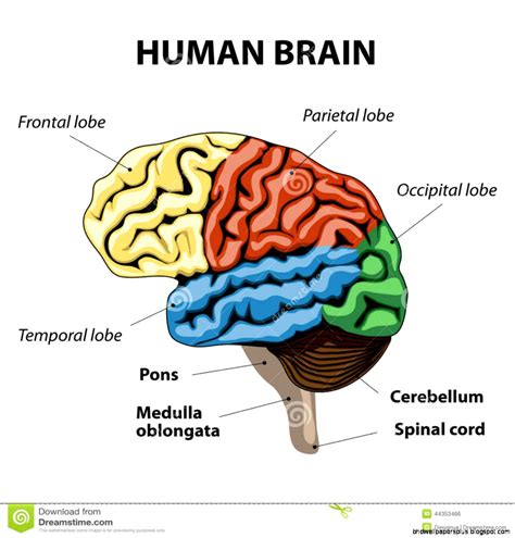 Human Brain Anatomy | HD Wallpapers Plus